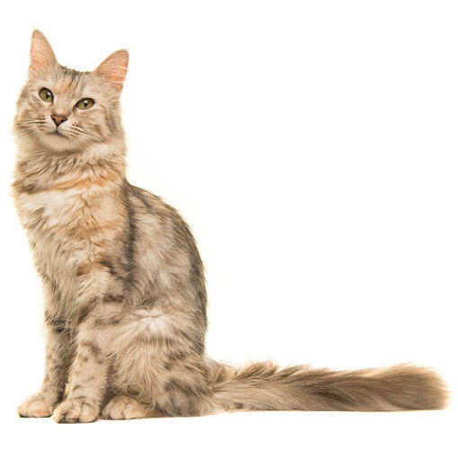 Oosters langharig kattenras