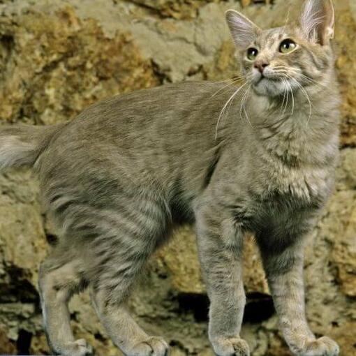 Oosters langharig kattenras