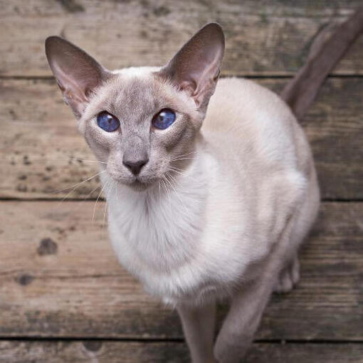 Oosters korthaar kattenras