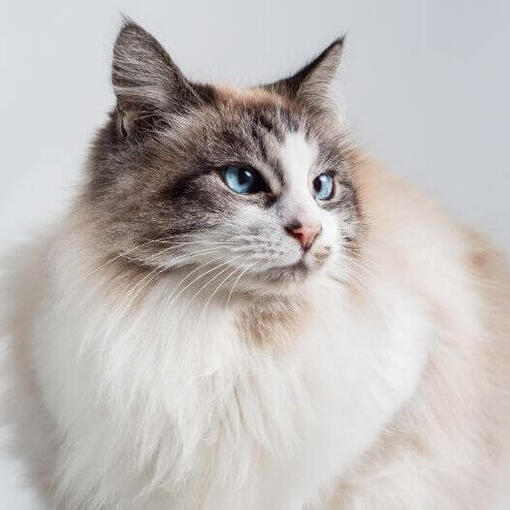 Ragdoll kattenras