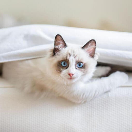 Ragdoll-kat rust uit