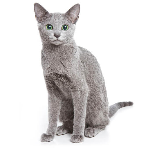 Russisch blauw kattenras