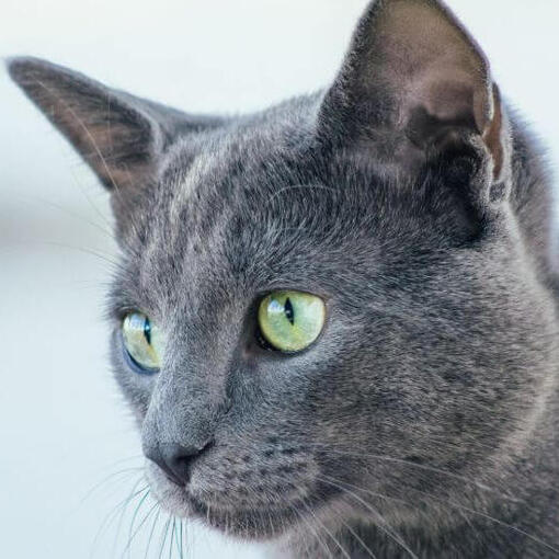 Russisch blauw kattenras