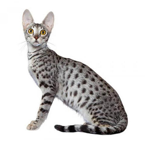 Race de chat savane