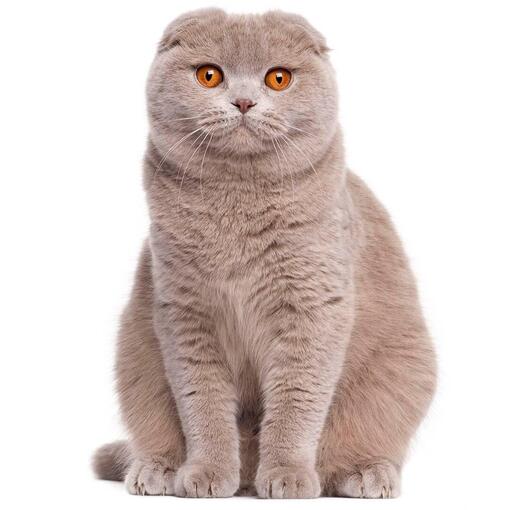 Scottish Fold kattenras