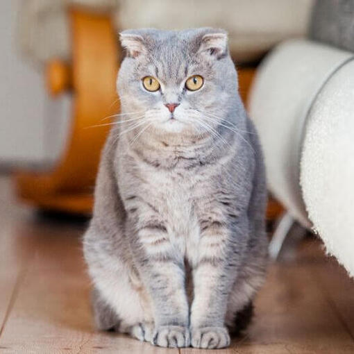 Scottish Fold kattenras
