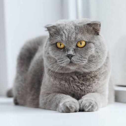 Scottish Fold-kat staat op de grond