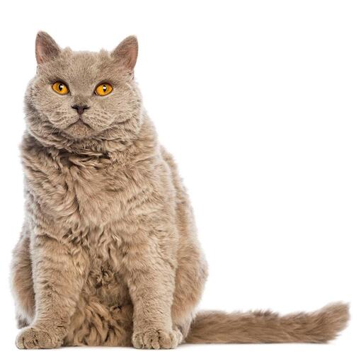 Selkirk Rex kattenras