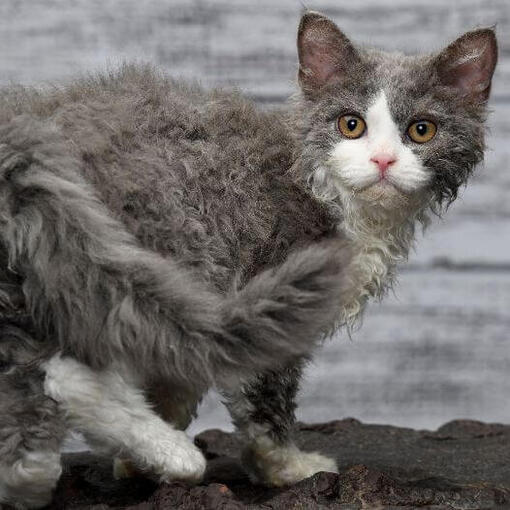 Selkirk Rex kattenras