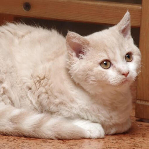 Race de chat Selkirk Rex
