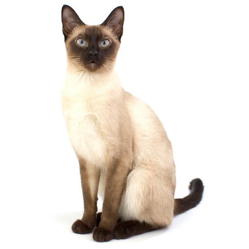 Race de chat siamois