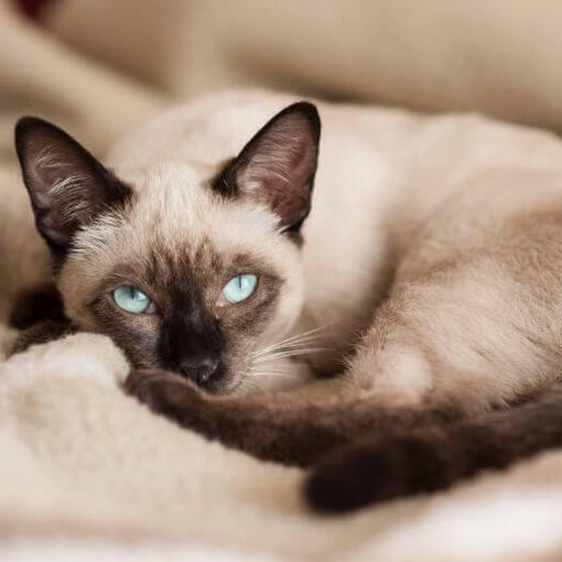 Siamees kattenras