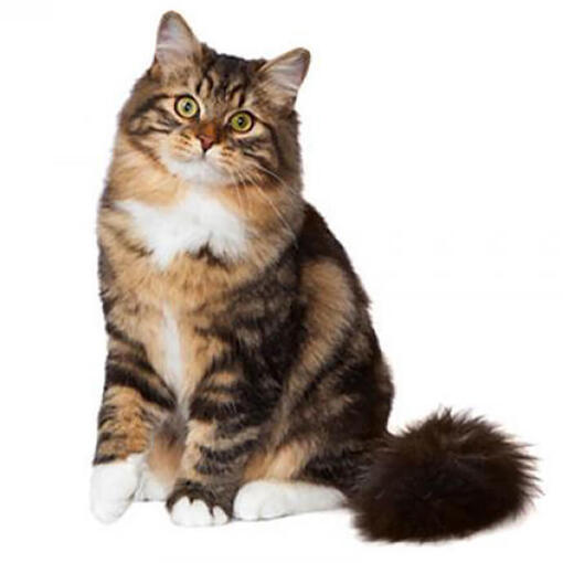 Race de chat des forêts sibériennes