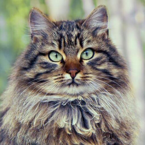 Race de chat des forêts sibériennes