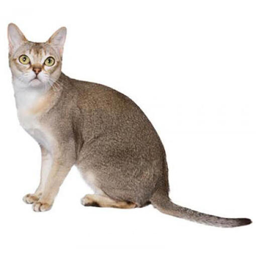 Singapura kattenras