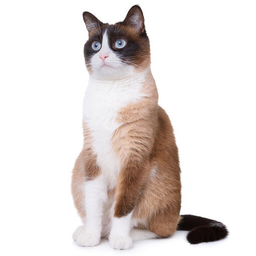 Sneeuwschoen kattenras