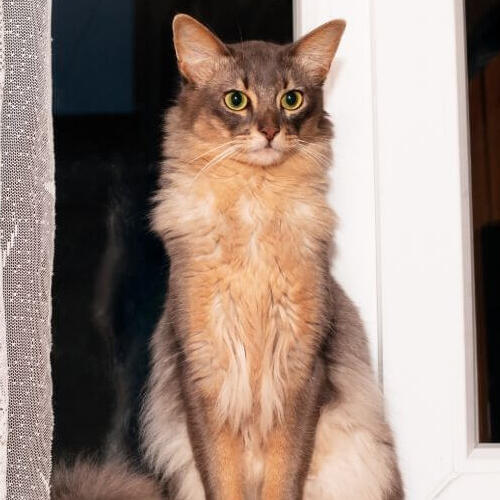 Race de chat somalien