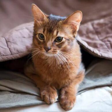 Somalische kat staat dichtbij het raam
