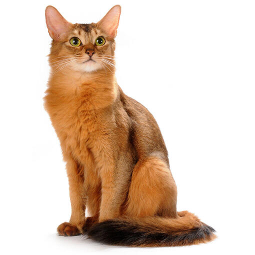 Somalisch kattenras