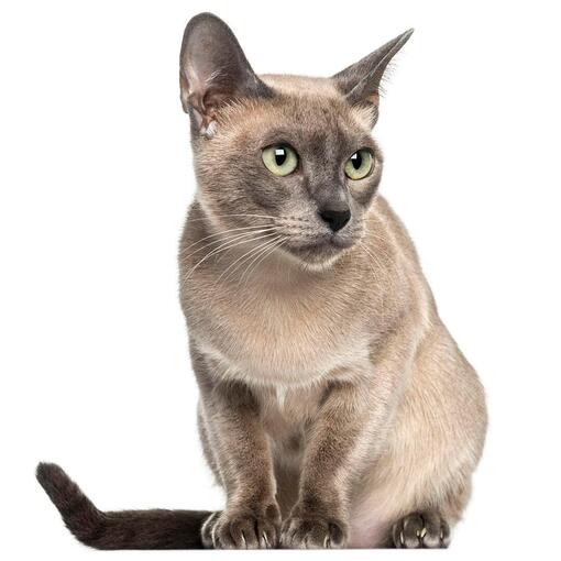 Tonkinees kattenras