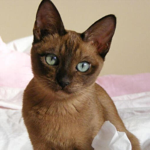 Tonkinees kattenras