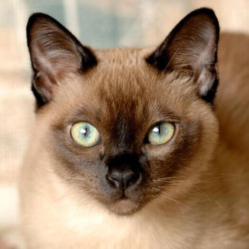 Tonkinese kat zit op bed