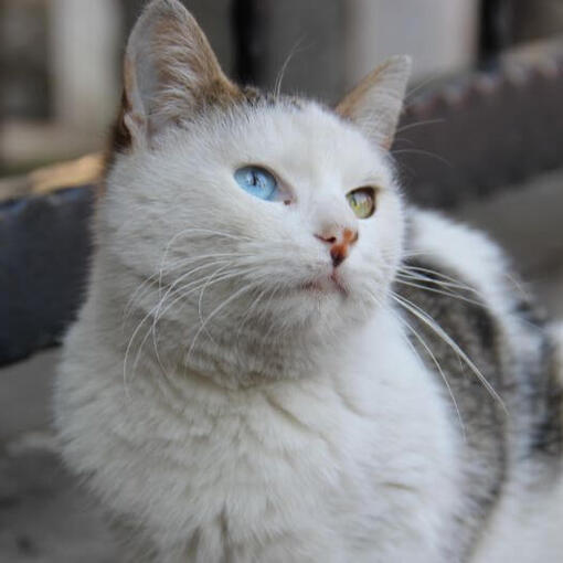 Turks Van Cat-ras