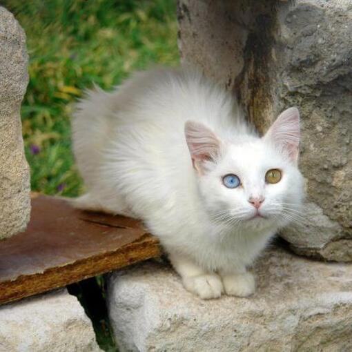 Turks Van Cat-ras