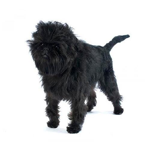 Race de chien Affenpinscher