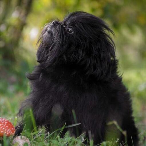 Affenpinscher in het bos