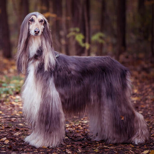 Afghaanse windhond staande in het bos.