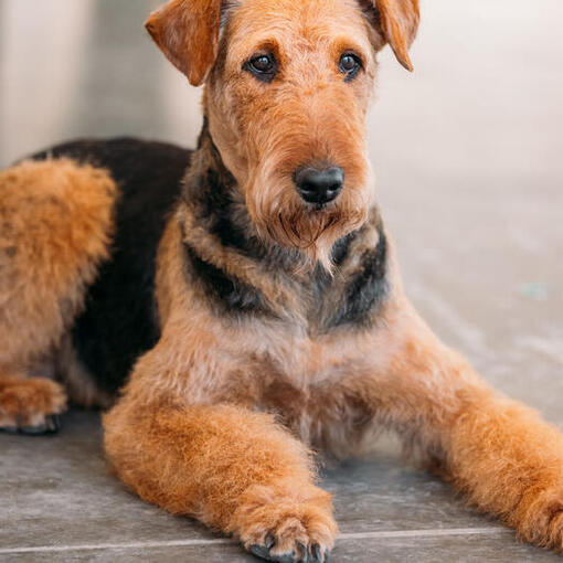Airedale terrier allongé sur le sol.