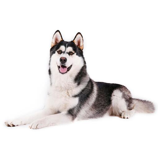 Hondenras Alaskan Malamute