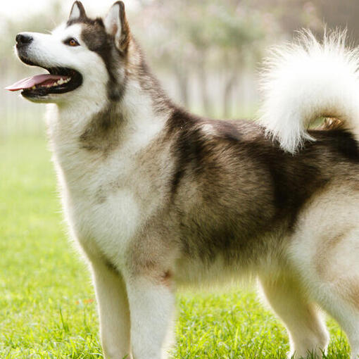 Alaskan malamute kijkt omhoog.