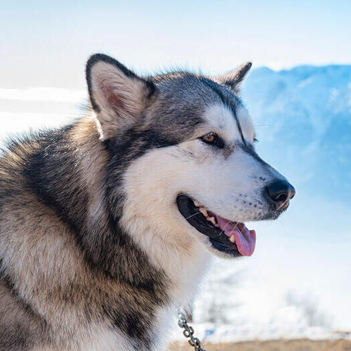 Alaskan malamute op de achtergrond van Alaska Range.