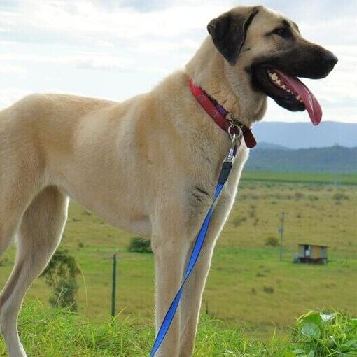 Anatolische herder staande in het veld