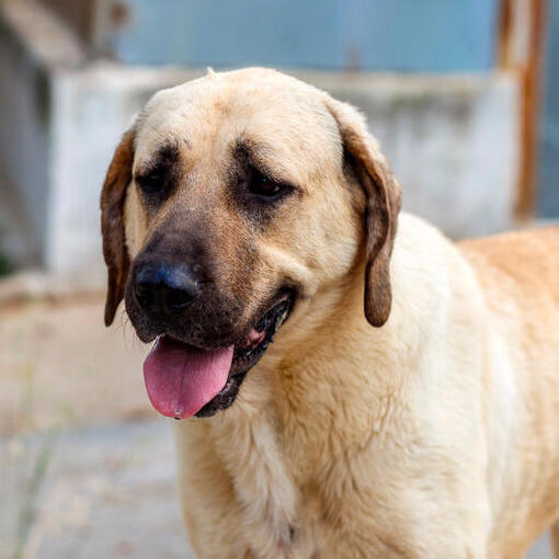 Anatolische herder staande met open mond