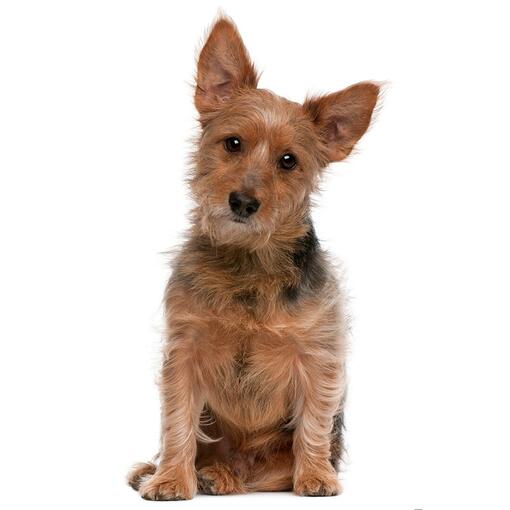 Race de chien Terrier australien