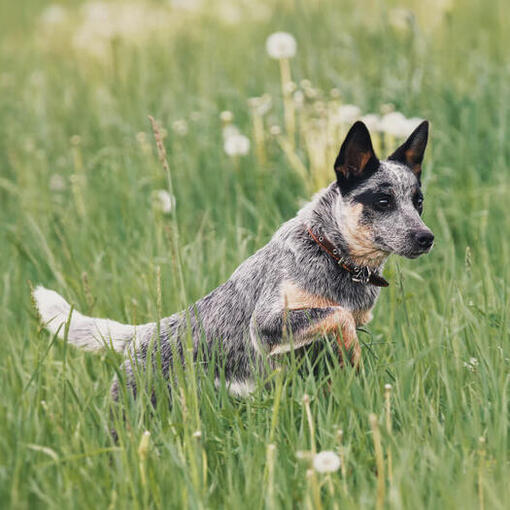 Australian Cattle Dog loopt in het veld