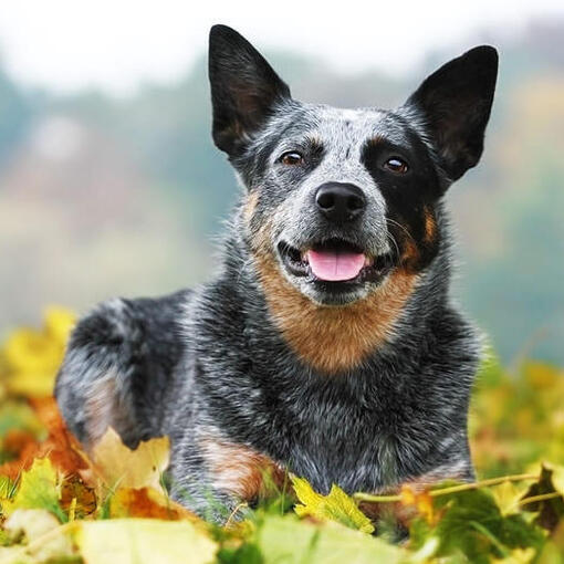 Bouvier australien allongé sur l'herbe avec des feuilles