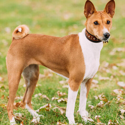Bruine basenji staande op gras.