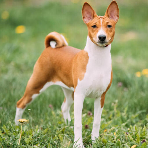 Bruine basenji staande op gras.
