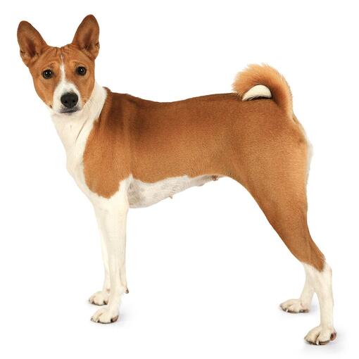 Basenji hondenras