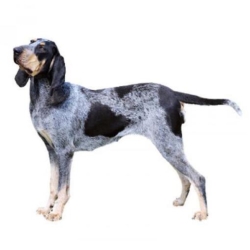 Race de chien Basset Bleu de Gascogne