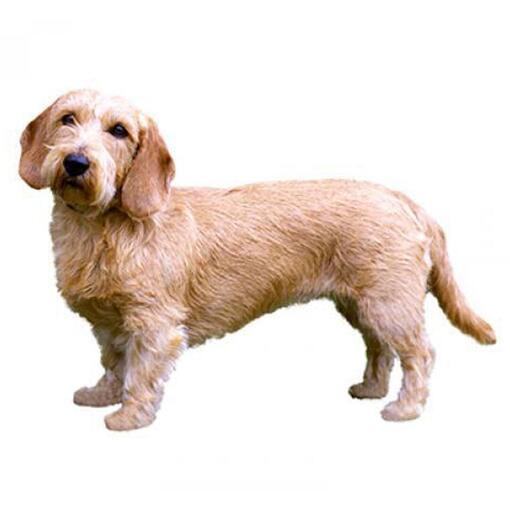 Race de chien Basset Fauve de Bretagne