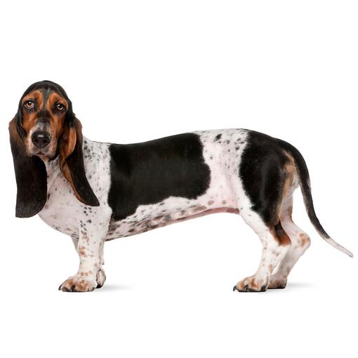 Basset Hound hondenras