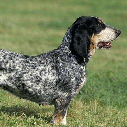 Basset Bleu De Gascogne sur le terrain