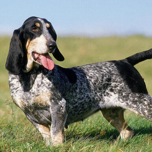 Basset Bleu De Gascogne debout dans le champ