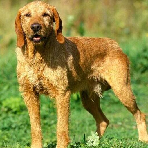 Basset Fauve De Bretagne sur le terrain