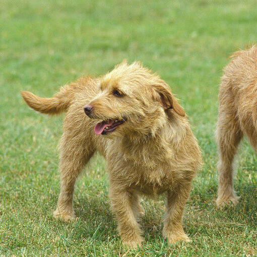 Deux Bassets Fauve De Bretagne profitant de la promenade